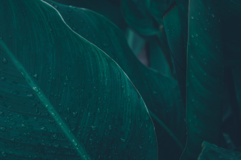 Large Green Leaves — Serene, Photograph