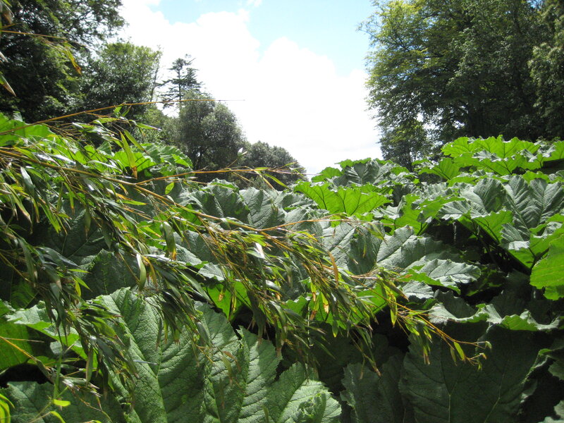 Large Green Leaves — Serene