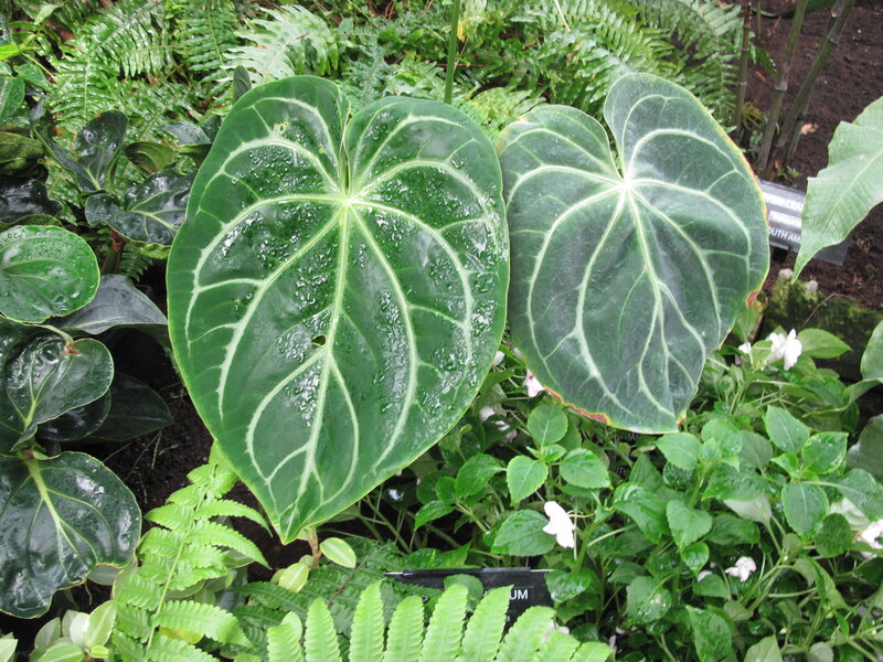 Large Green Leaves