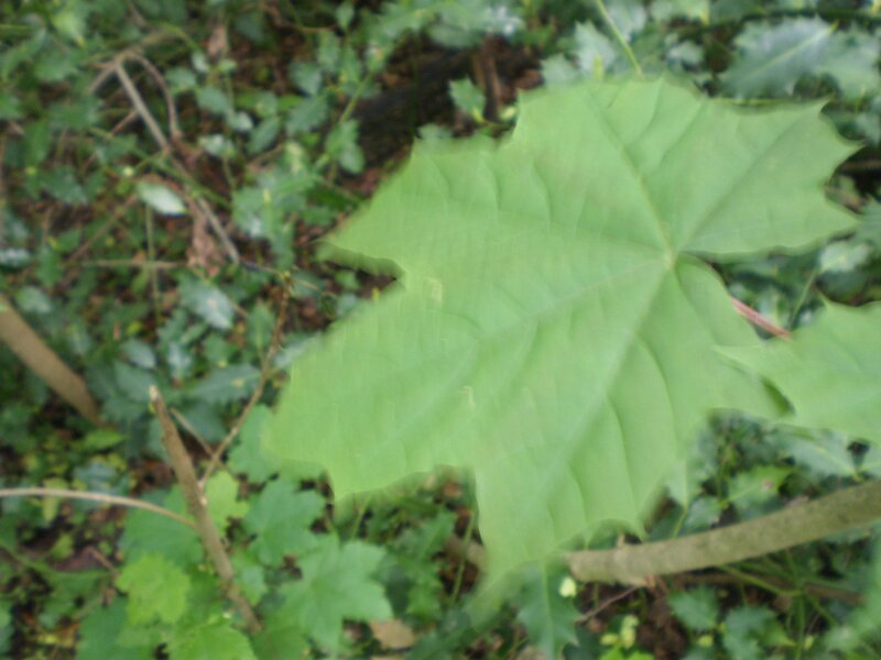 Large Green Maple Leaf