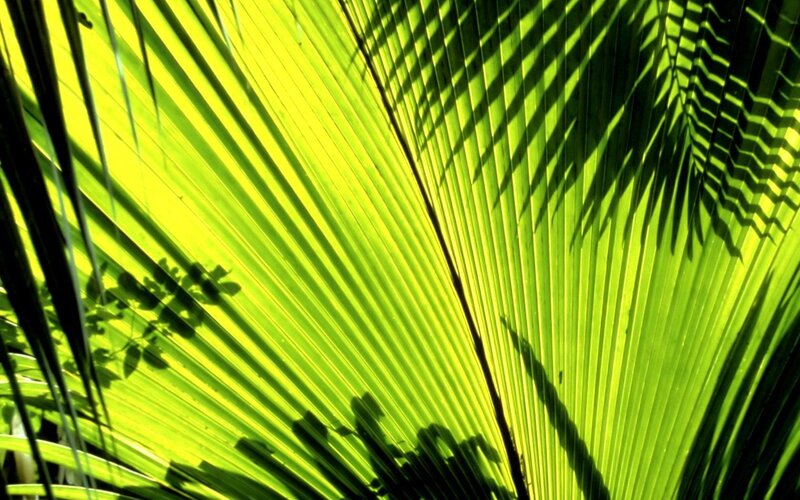 Large Green Palm Leaf