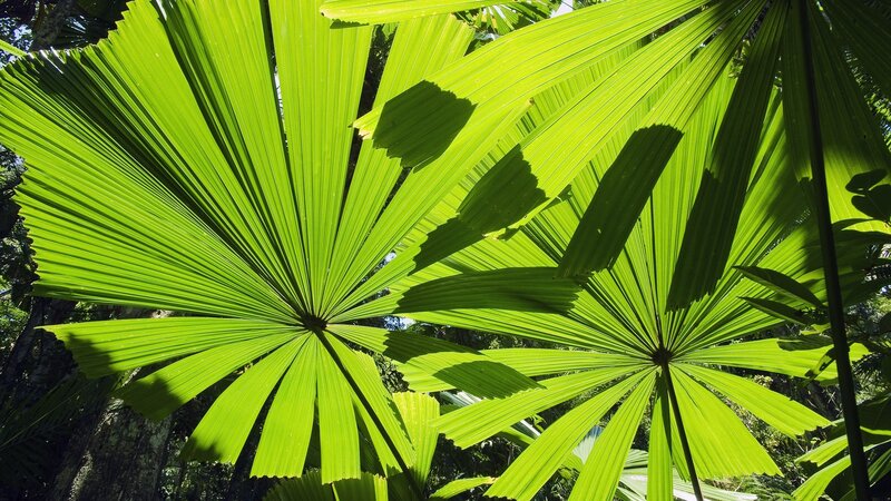 Large Green Palm Leaves