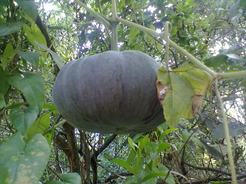 Large Green Squash on Vine
