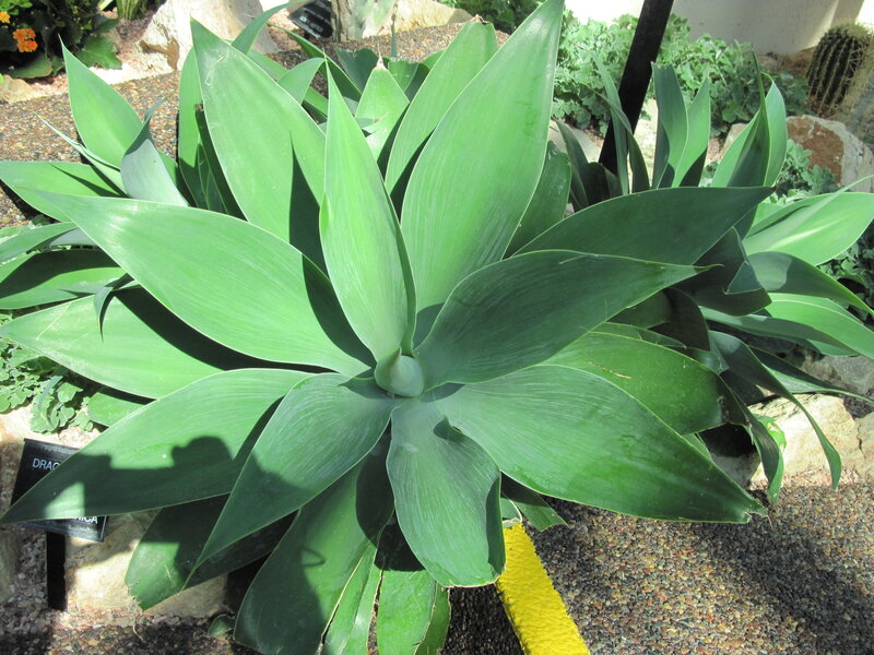 Large Green Succulent Plant