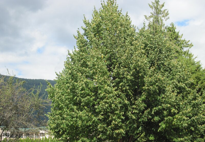 Large Green Tree — Calm, Afternoon, Photograph