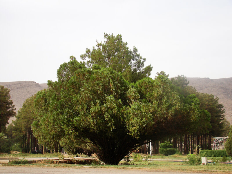 Large Green Tree — Calm, Afternoon, Photograph, Trees