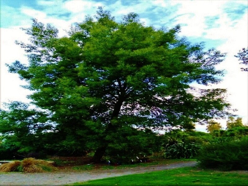 Large Green Tree — Calm, Afternoon