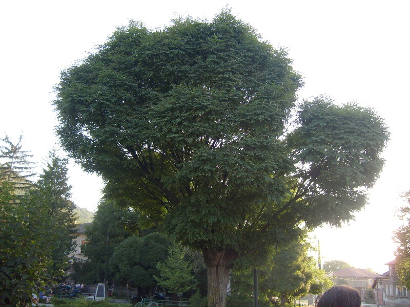 Large Green Tree — Calm