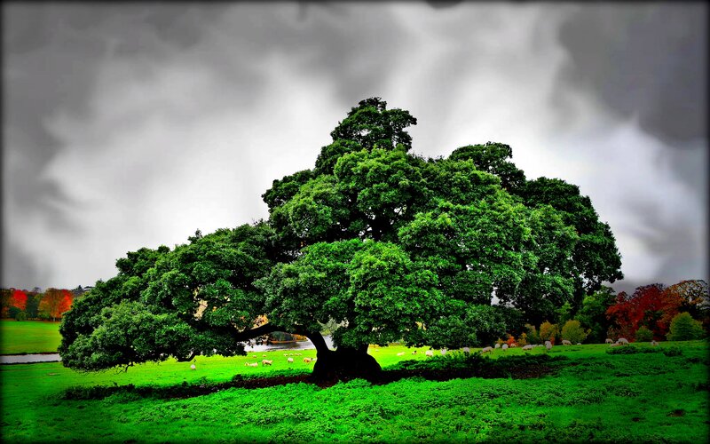 Large Green Tree in Field