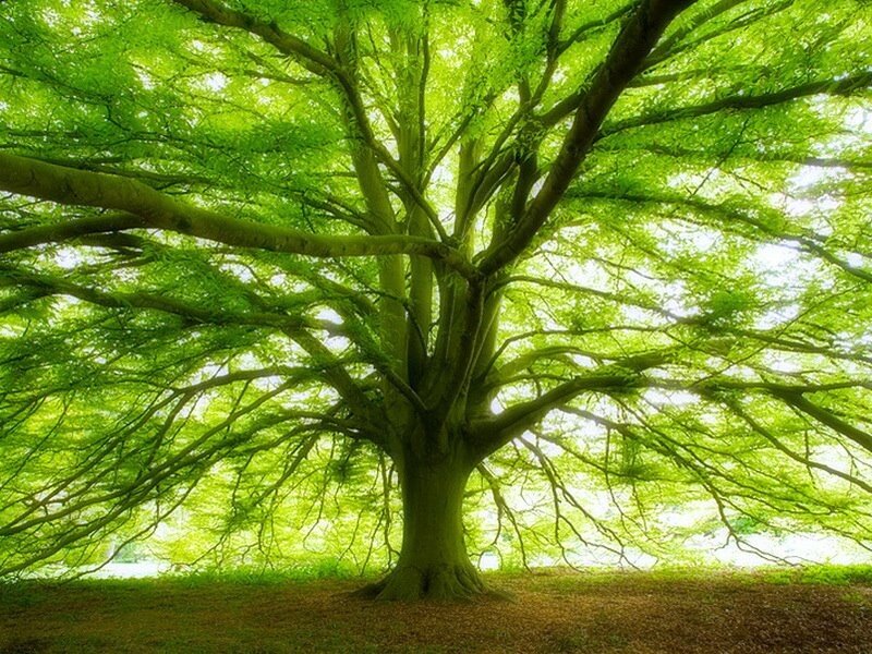 Large green tree in sunlight