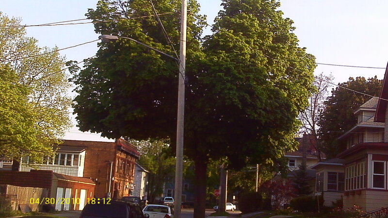 Large Green Tree on Street