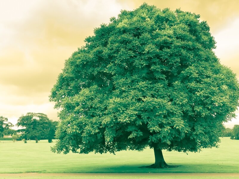 Large Green Tree — Serene, Afternoon, Photograph, Grass Field