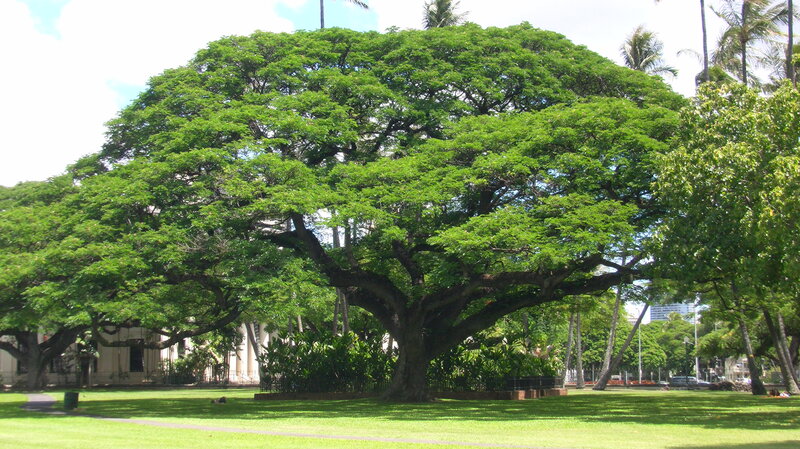 Large Green Tree — Serene, Afternoon, Photograph, Grass, Palm Trees