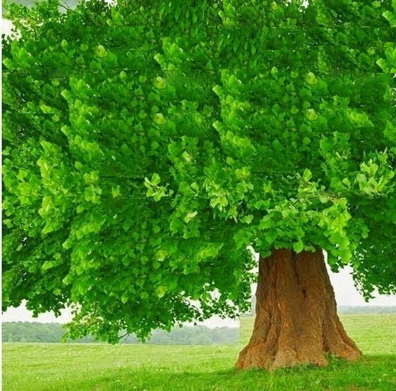 Large Green Tree — Serene, Afternoon, Photograph, Grass