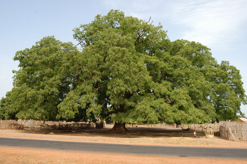 Large Green Tree — Serene, Afternoon, Photograph, Road