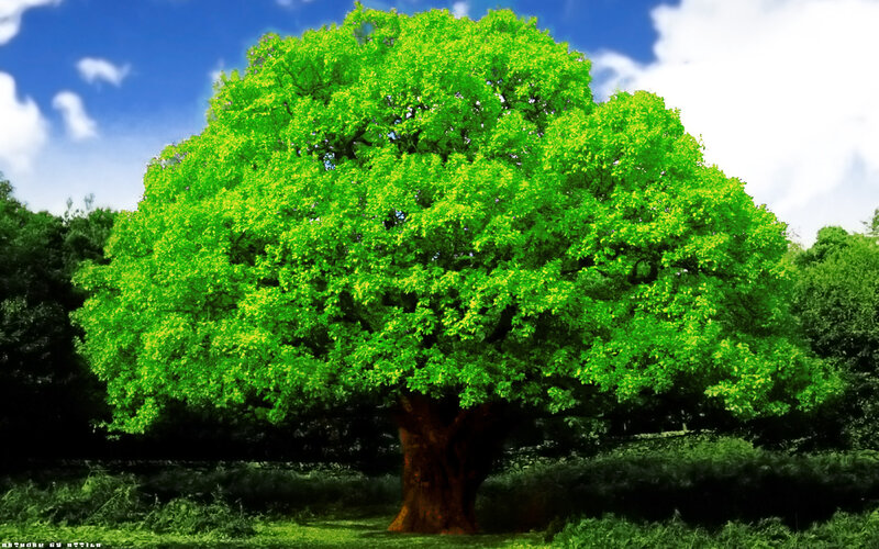 Large Green Tree — Serene, Afternoon, Photograph, Sky