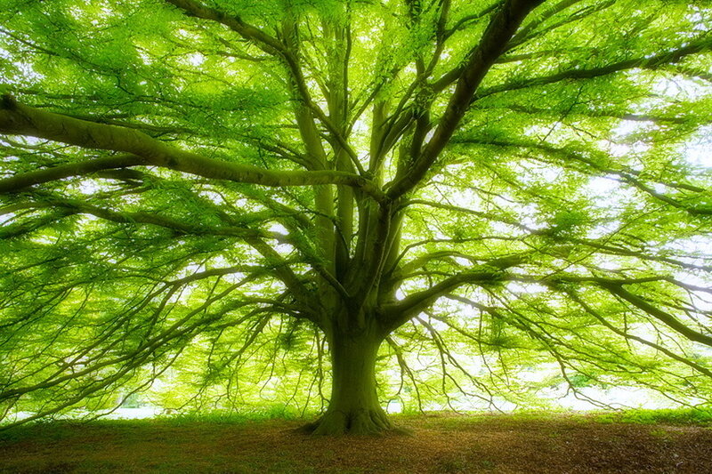 Large Green Tree — Serene, Afternoon, Photograph