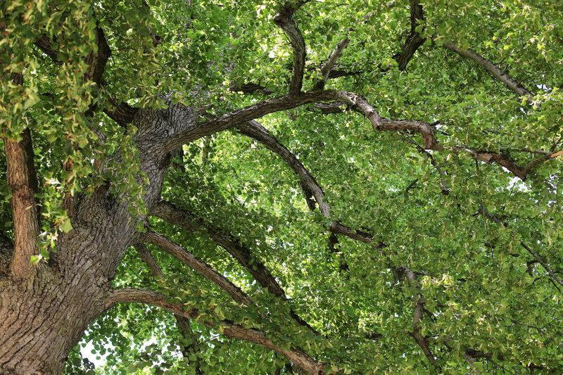 Large Green Tree — Serene, Afternoon, Photograph, Tree Trunk