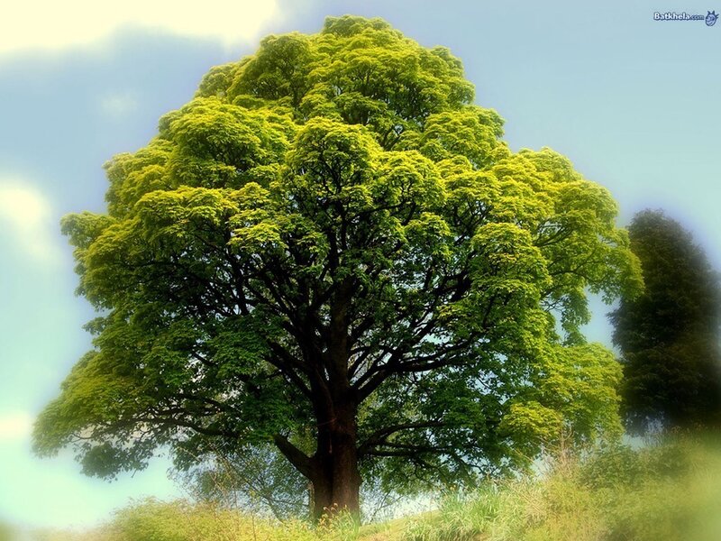 Large Green Tree — Serene, Afternoon