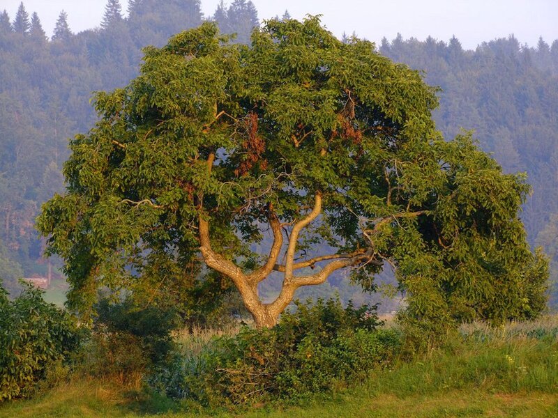 Large Green Tree — Serene, Morning