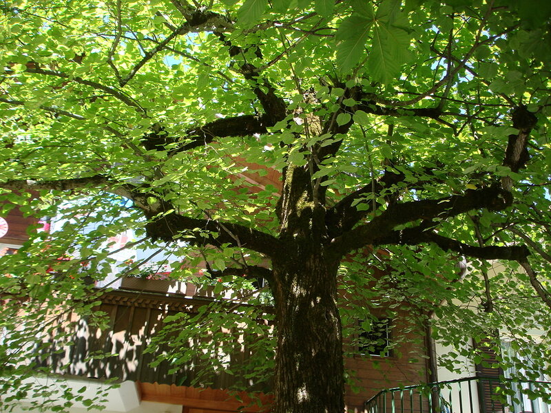 Large Green Tree — Serene