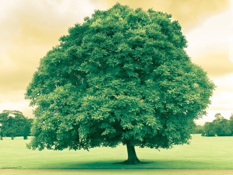 Large Green Tree