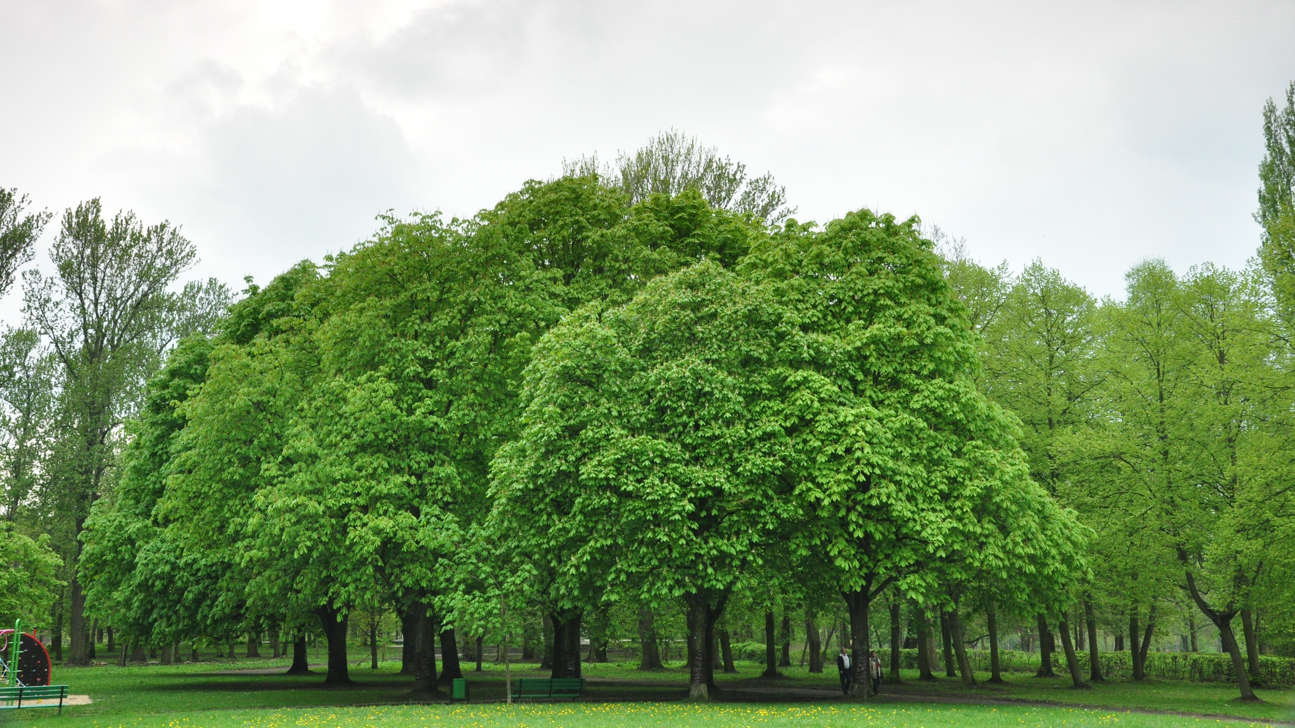Large green trees in a park