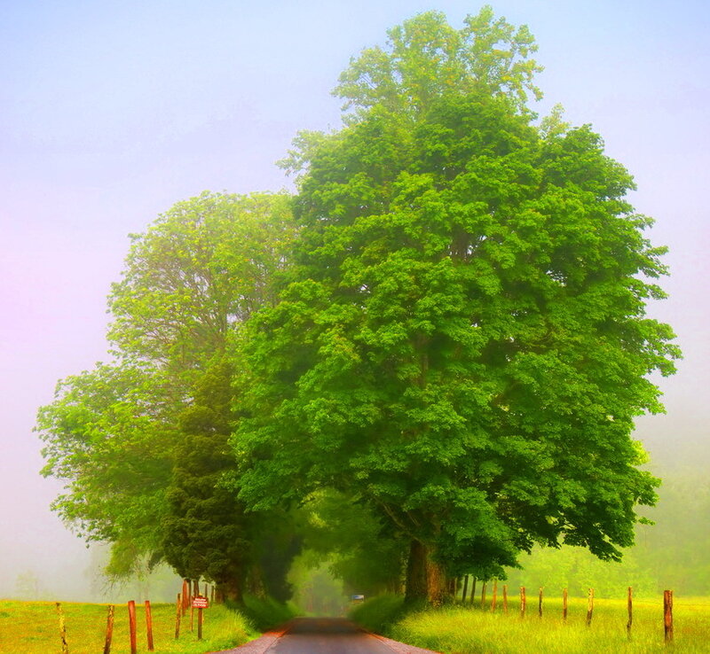 Large Green Trees on Road