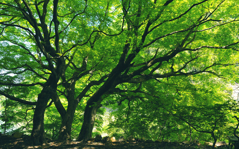 Large Green Trees — Serene