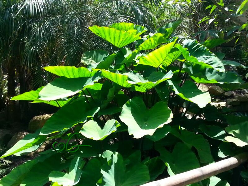 Large Green Tropical Leaves — Serene