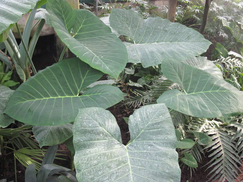 Large Green Tropical Leaves