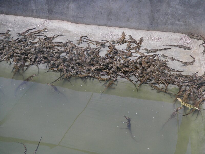 Large group of baby crocodiles