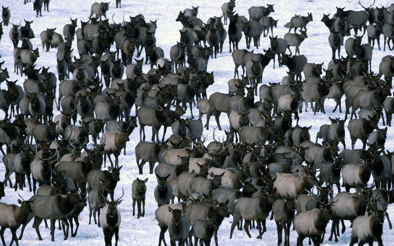 large herd of elk in snow