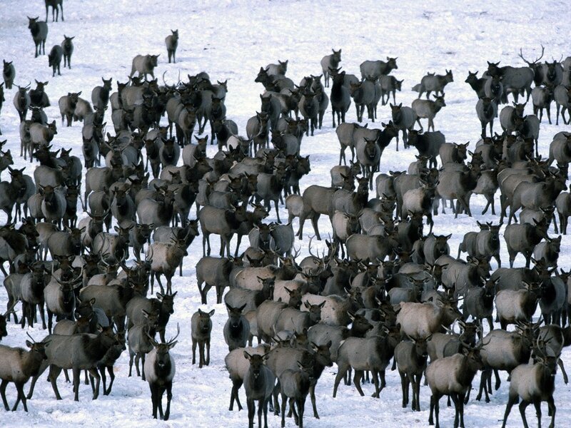 large herd of elk in snow