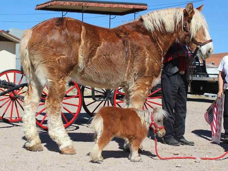 Large Horse and Miniature Pony
