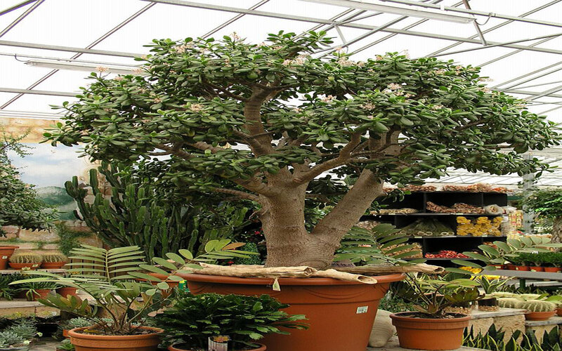Large Jade Plant in Pot