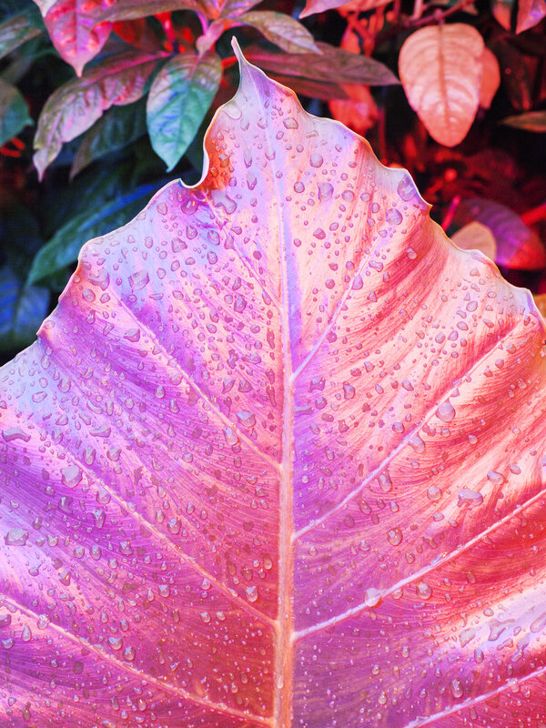 Large Leaf with Water Droplets