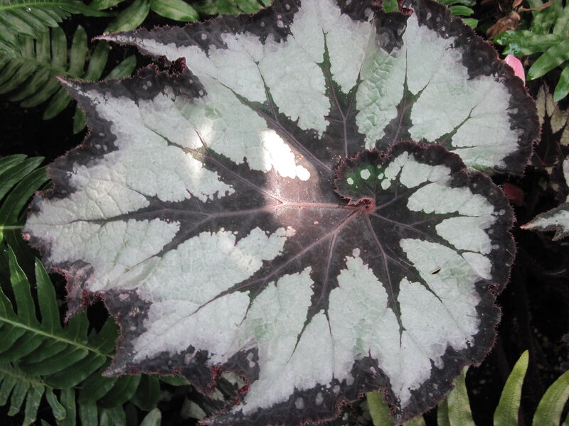 Large Leaf with White Pattern