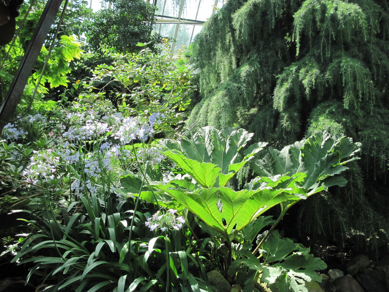 Large-leafed Plant in Greenhouse