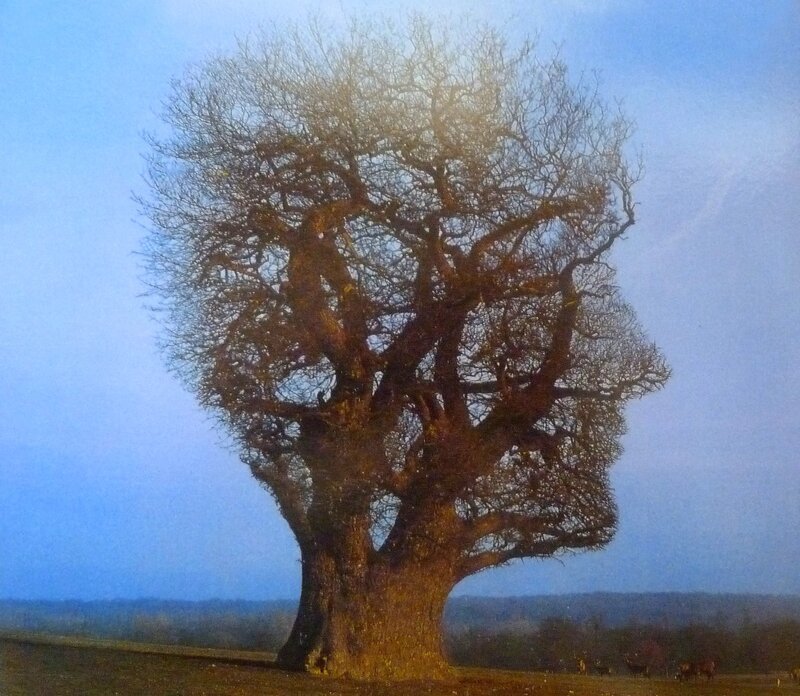 Large Leafless Tree — Blue