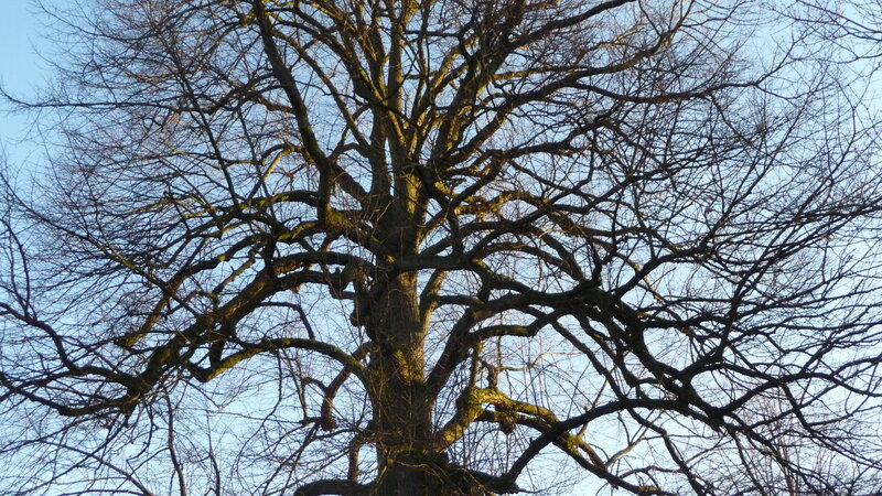 Large Leafless Tree — Brown