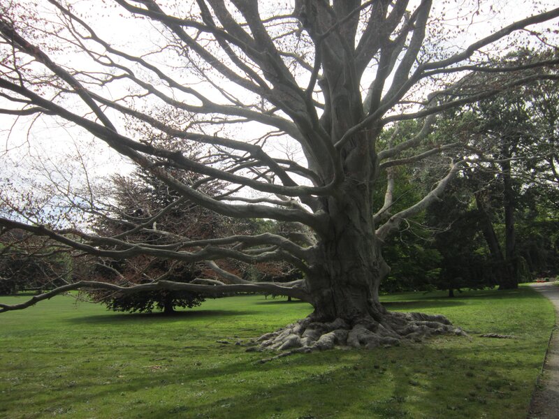 Large Leafless Tree — Green, Serene