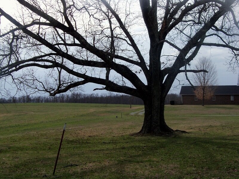 Large Leafless Tree — Green