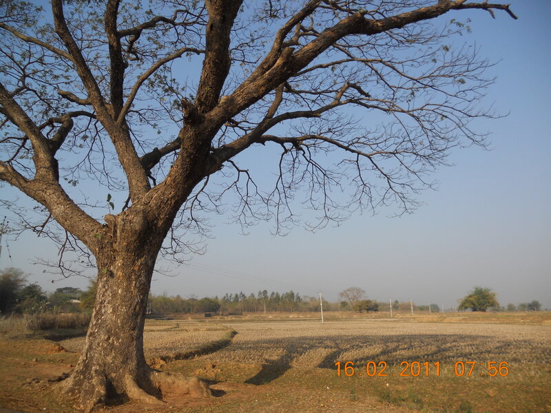 Large Leafless Tree