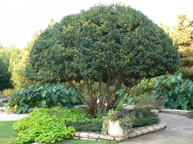 Large Leafy Tree in Garden