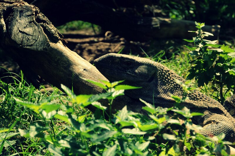 Large Lizard in Grass