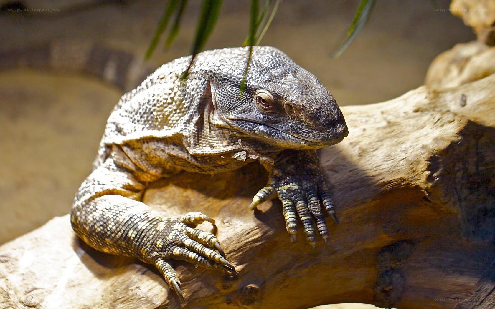 Large lizard on a log