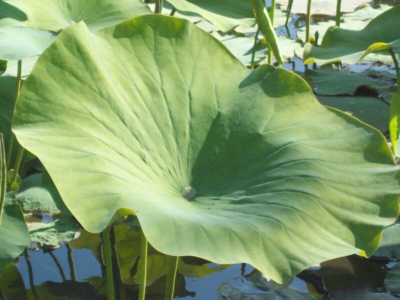 Large Lotus Leaf