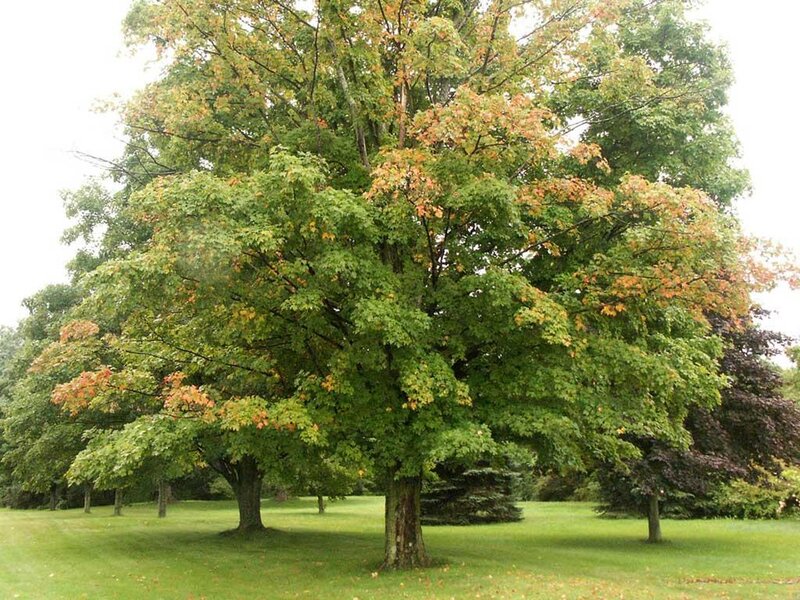 Large Maple Tree