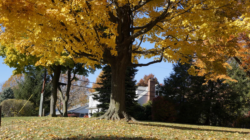 Large Maple Tree — Yellow, Serene, Autumn